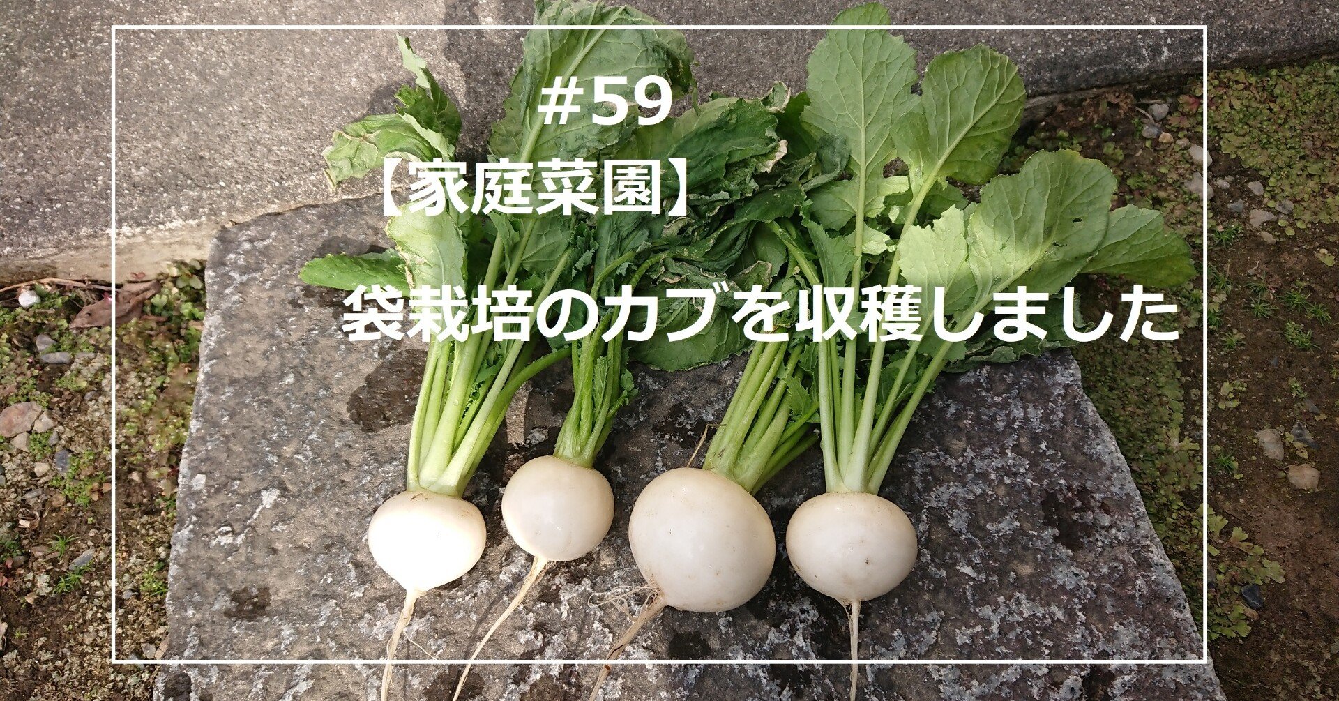 家庭菜園 袋栽培のカブを収穫しました Uho Note
