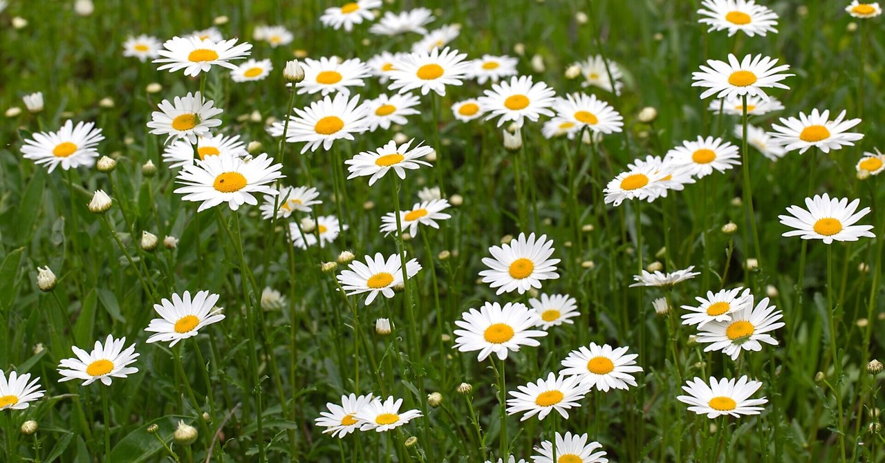 木春菊 の新着タグ記事一覧 Note つくる つながる とどける 木春菊 の新着タグ記事一覧 Note つくる つながる とどける