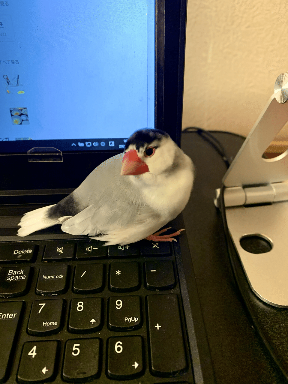キーボード占拠中 ミクジ Note キーボード占拠中 ミクジ Note
