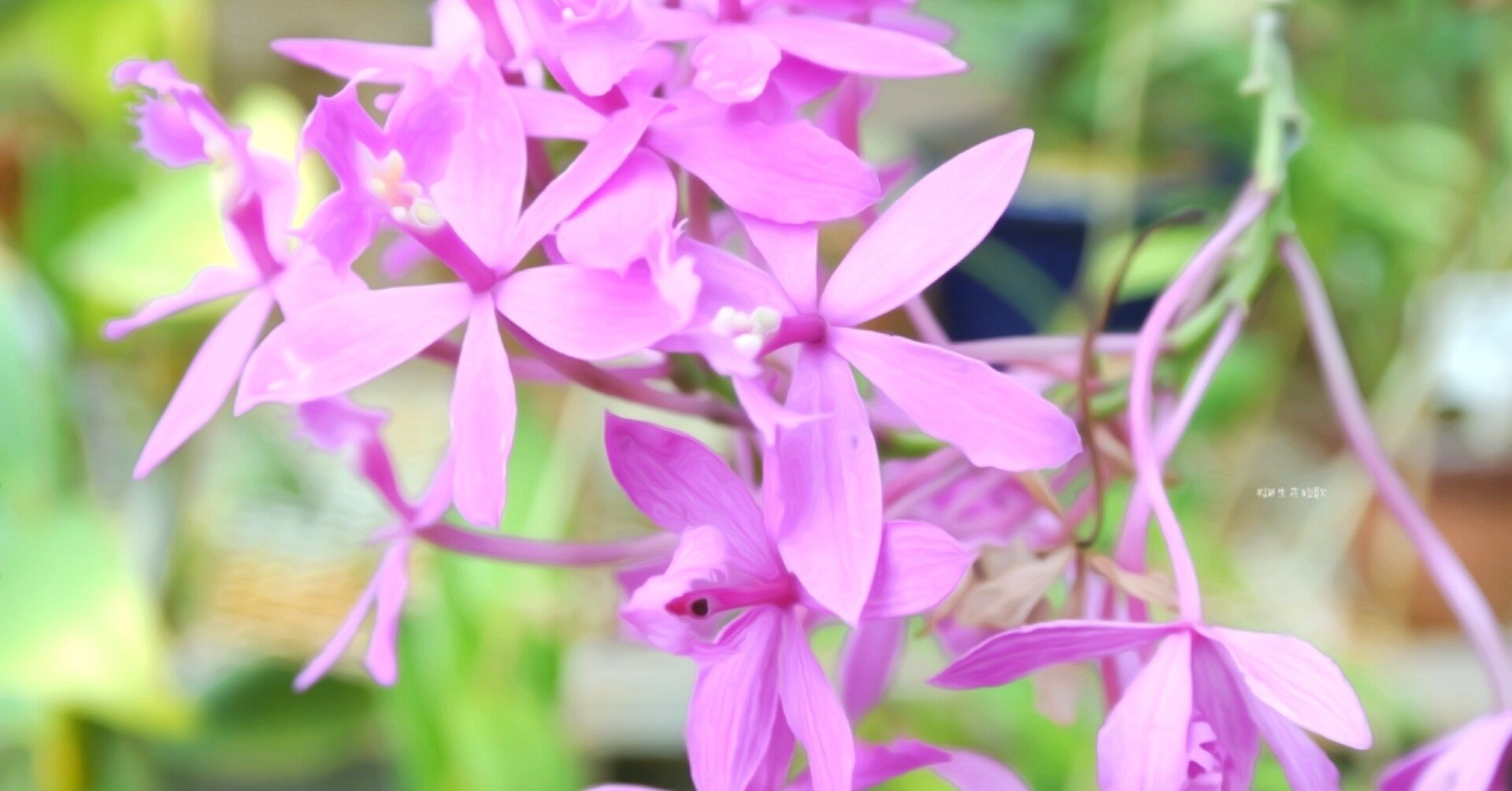 1月11日 誕生花は桜姫千鳥 誕生花短歌 御子柴 流歌 Note