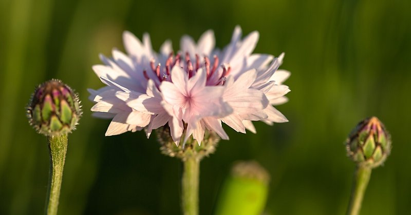 誕生花 花言葉 一年草 Taku Note