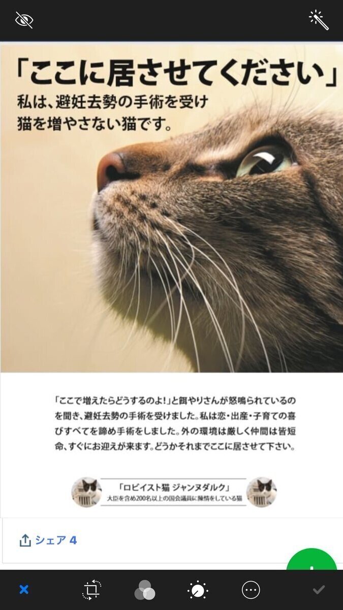 外猫5