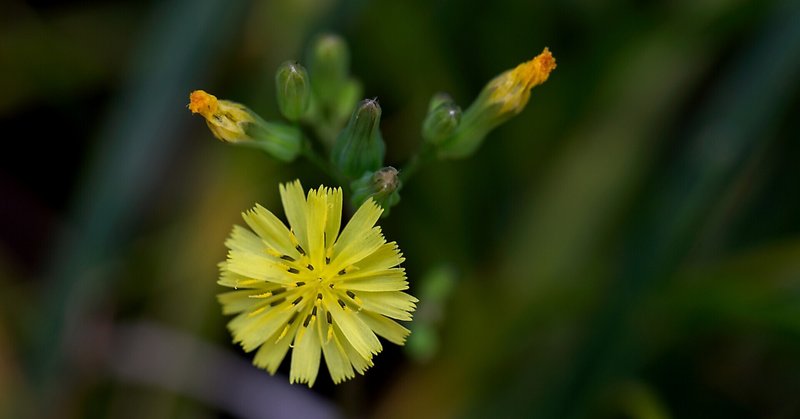 おにたびらこ の新着タグ記事一覧 Note つくる つながる とどける