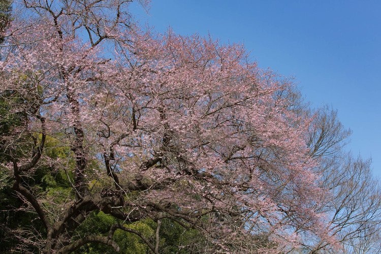 北本自然観察公園