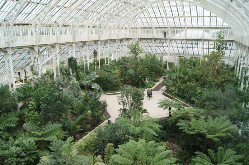 キュー王立植物園からのオックスフォード再訪 Play Back Shamrock 4 北のサクサク Note キュー王立植物園からのオックスフォード再訪 Play Back Shamrock 4 北のサクサク Note