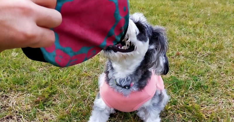 犬のしつけ にこだわった結果わかったこと 陽一 ドッグカフェ起業検討中 Note 犬のしつけ にこだわった結果わかったこと 陽一 ドッグカフェ起業検討中 Note