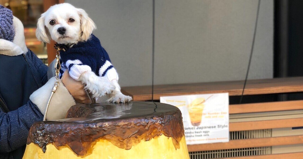 ハプニングとカオスにも程がある ワンワンワンの日 ユイじょり note