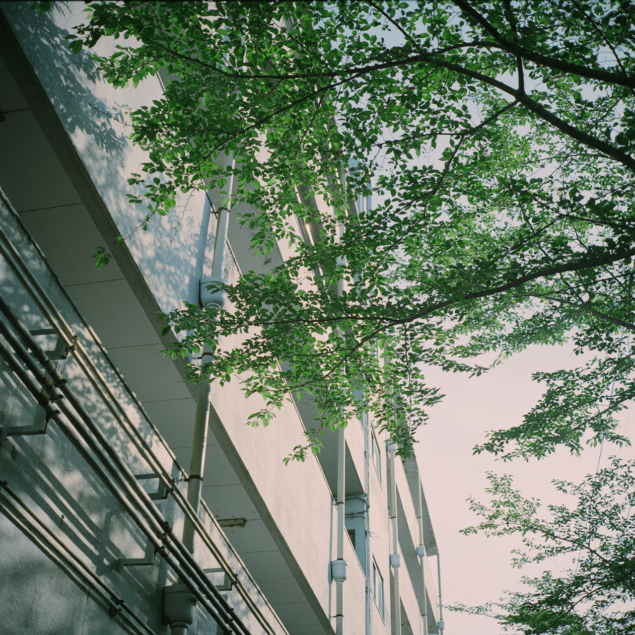 Rolleiflex 2.8D - フィルムカメラレビューその1｜Hisa Foto