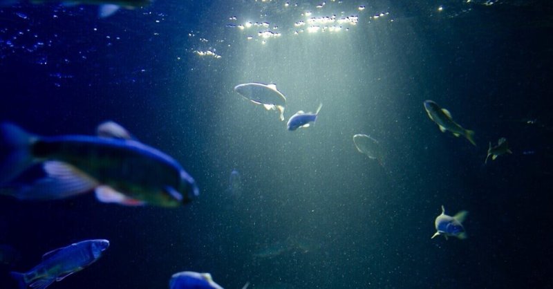 水を得た魚 の新着タグ記事一覧 Note つくる つながる とどける 水を得た魚 の新着タグ記事一覧 Note つくる つながる とどける