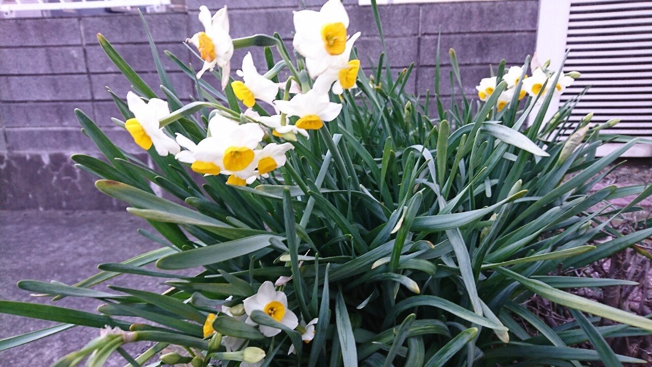 凛と咲く水仙の花 園長徒然たより Note 凛と咲く水仙の花 園長徒然たより Note