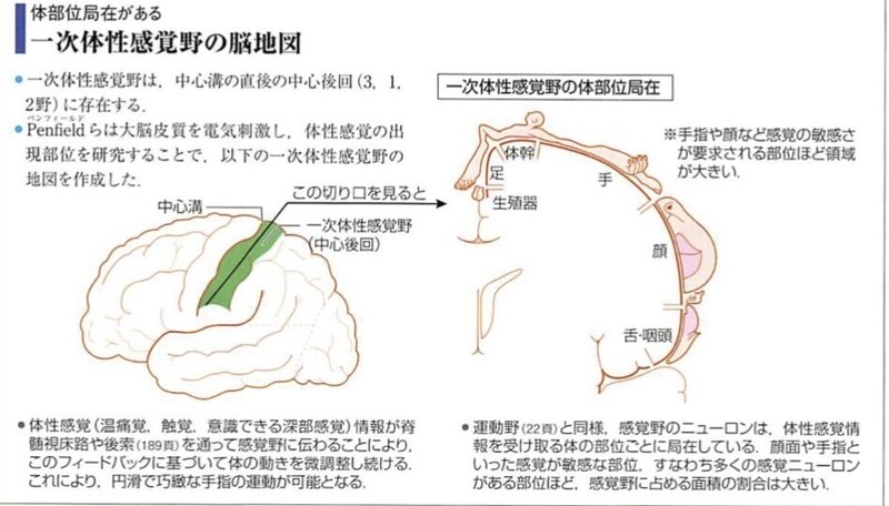 生理学 頭頂葉 荻野 沙貴子 Note 生理学 頭頂葉 荻野 沙貴子 Note