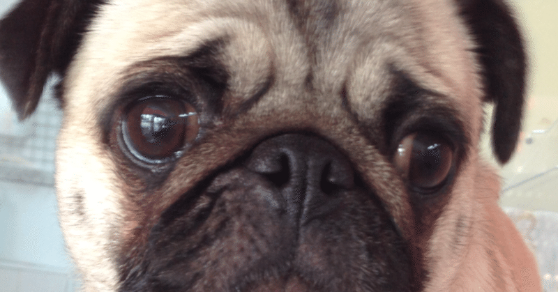 1月3日 こてつ 犬の王 Inunoou Note 1月3日 こてつ 犬の王 Inunoou Note
