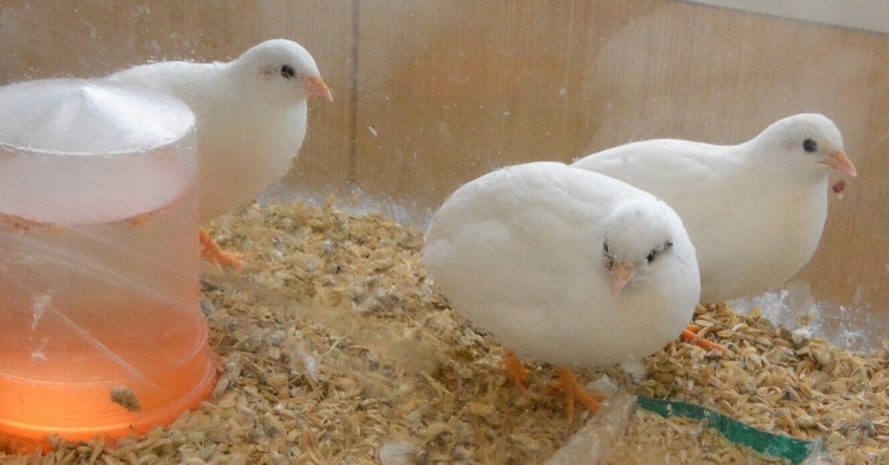ヒメウズラを販売 可愛い姿に癒される 卵は翡翠のごとし 小郡市地域おこし協力隊 農業分野 Note ヒメウズラを販売 可愛い姿に癒される 卵は翡翠のごとし 小郡市地域おこし協力隊 農業分野 Note