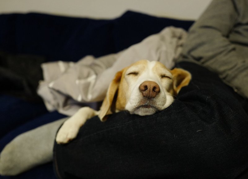 犬と人間にとって 散歩とはなにか 古賀史健 Note 犬と人間にとって 散歩とはなにか 古賀史健 Note