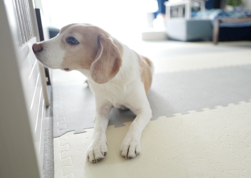 犬と人間にとって 散歩とはなにか 古賀史健 Note 犬と人間にとって 散歩とはなにか 古賀史健 Note