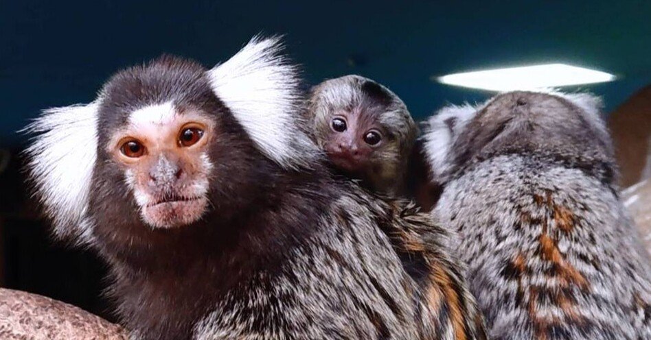 性別不明ww 那須どうぶつ王国にて生まれたコモンマーモセットの