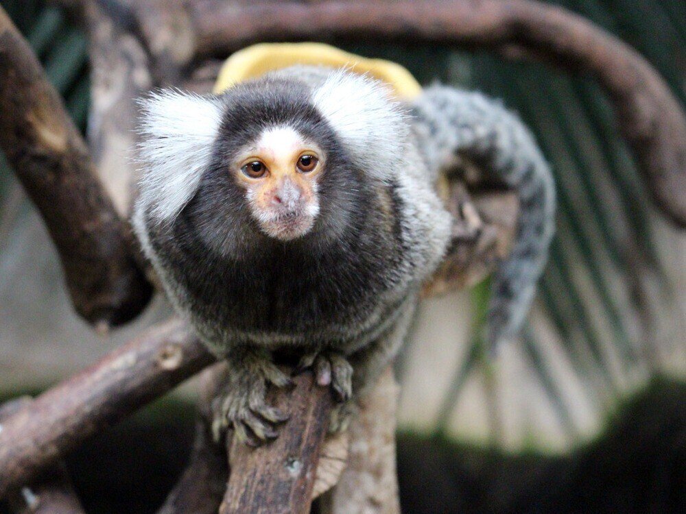 性別不明ww 那須どうぶつ王国にて生まれたコモンマーモセットの