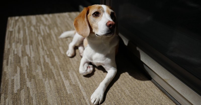 犬と人間にとって 散歩とはなにか 古賀史健 Note 犬と人間にとって 散歩とはなにか 古賀史健 Note