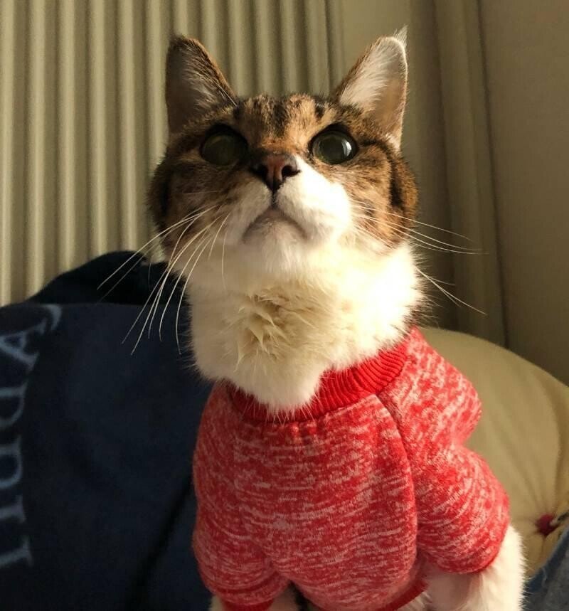 猫 サツマイモで宿便一掃 たけblog Note
