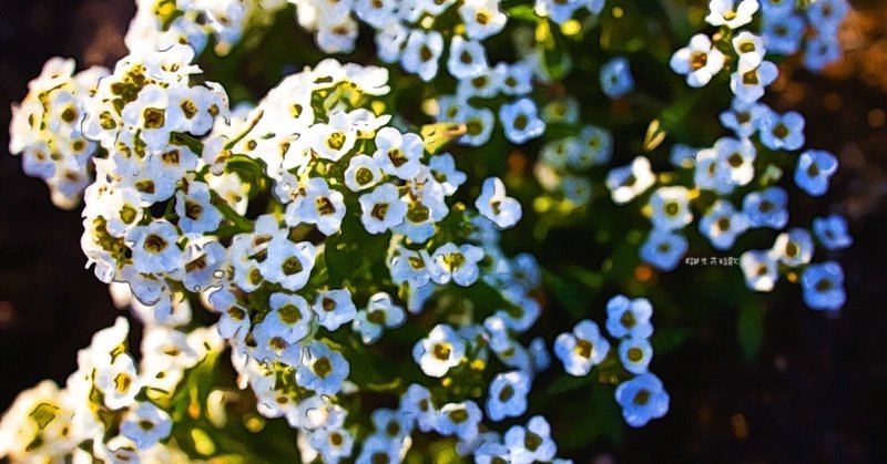 1月12日 誕生花は庭薺 誕生花短歌 御子柴 流歌 Note