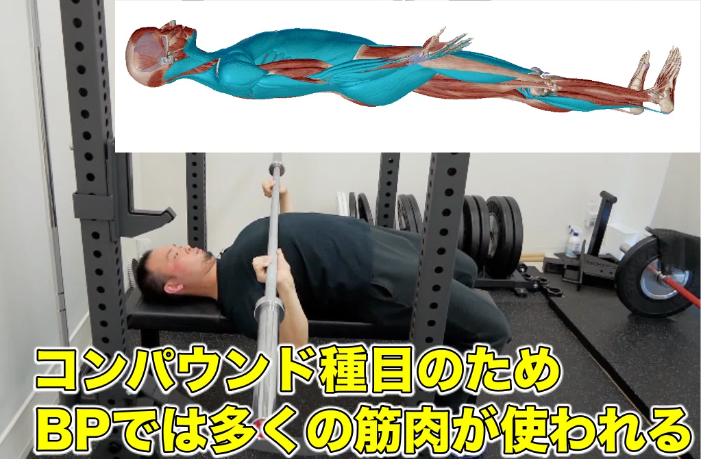 解剖学的解説】ベンチプレスで『大胸筋下部しか効かない問題』を覆す 