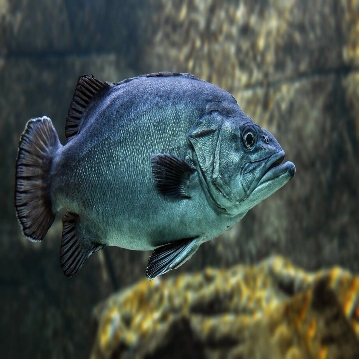 驚くべき魚たちの能力 小粋な雑学集 Kkベストセラーズ