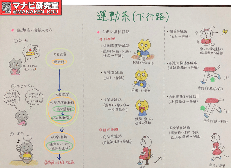 動機 意思 運動 随意運動のしくみ 九歯大生の講義グラレコ マナビ研究室 Note 動機 意思 運動 随意運動のしくみ 九歯大生の講義グラレコ マナビ研究室 Note