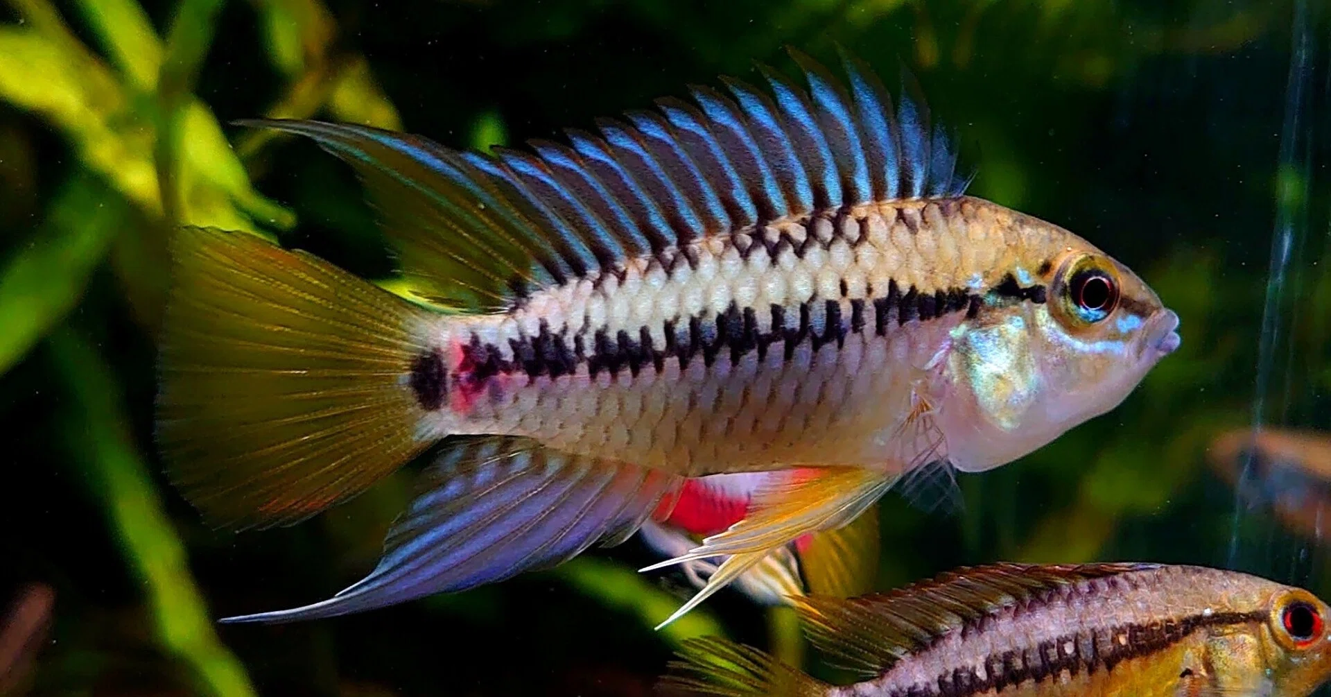 魚類、水生生物 アピストグラマ リオカウラ ペア ペドゥンクラータ 