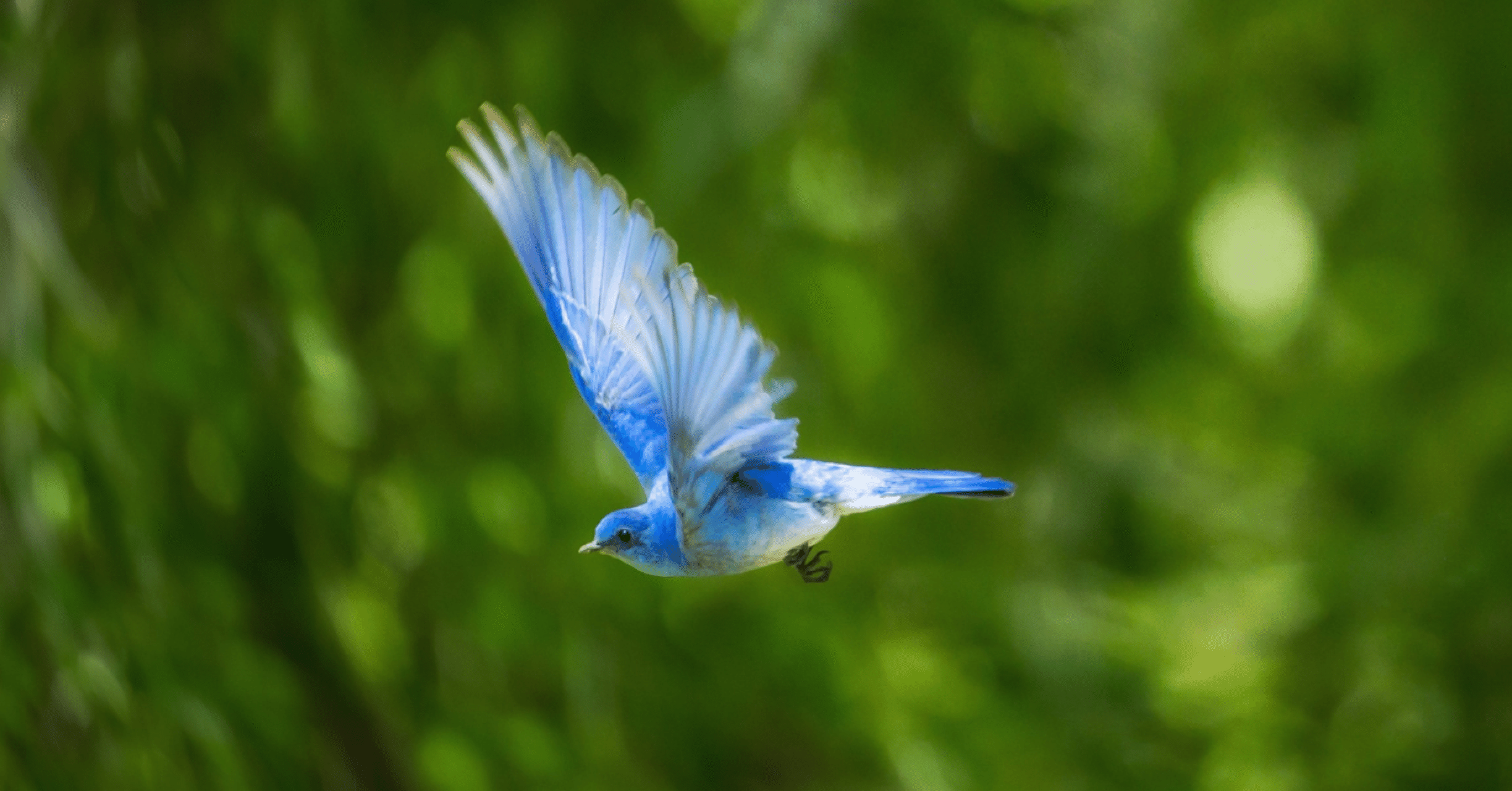 小さな小さな青い鳥の夢 Tasu Note