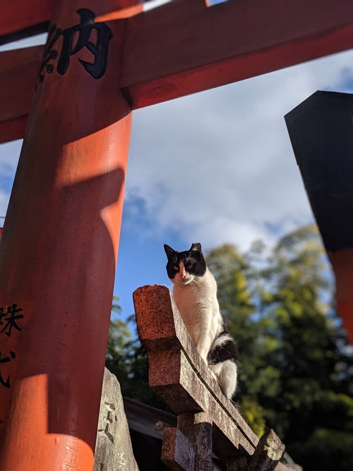 鳥居猫