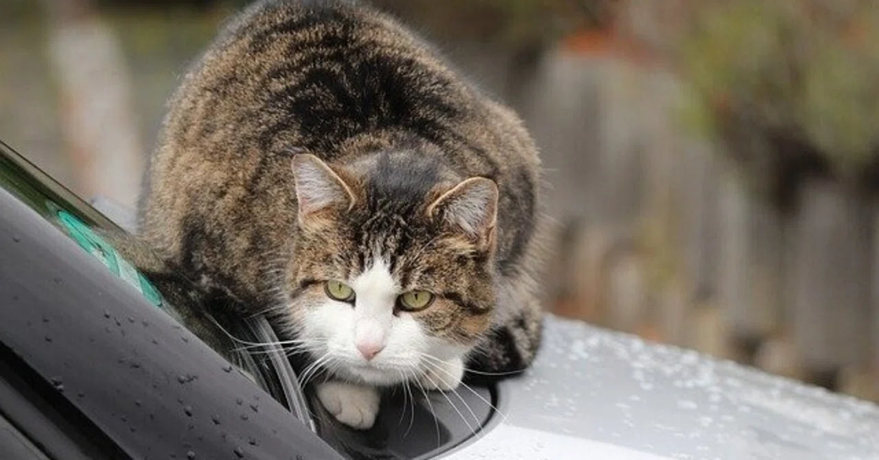 チャン猫を轢きかけて発見した「臆病な自尊心と尊大な羞恥心」について 
