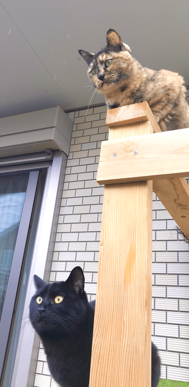 雪にビックリ な猫さんたち ねこのすけ Note