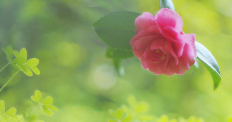 マゼンタ 天野でん Note