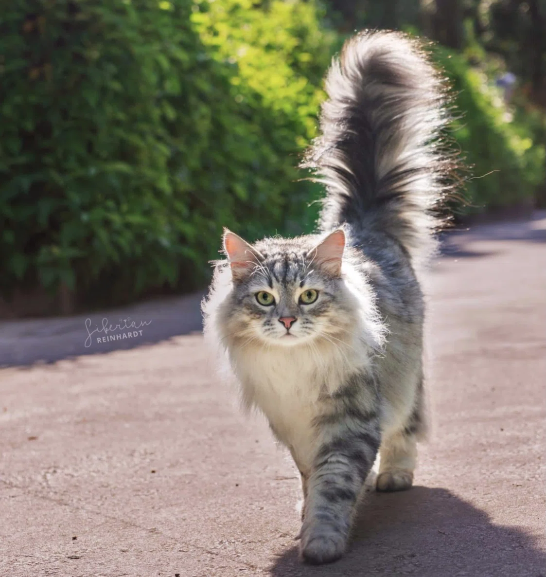 世界のスーパーモデル・キャッツ(2)～シベリア猫｜ノリノリ