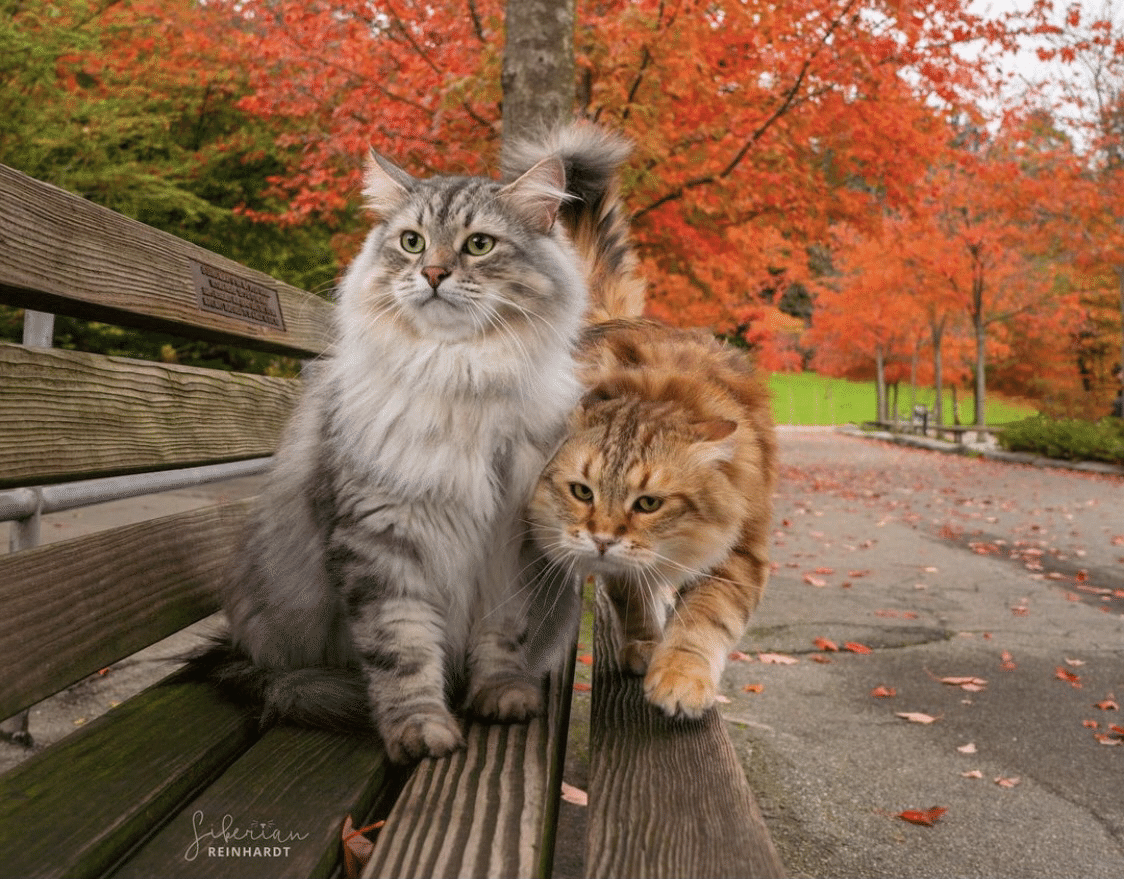 ジャバラファイルヴィクトリアン猫ちゃんレース