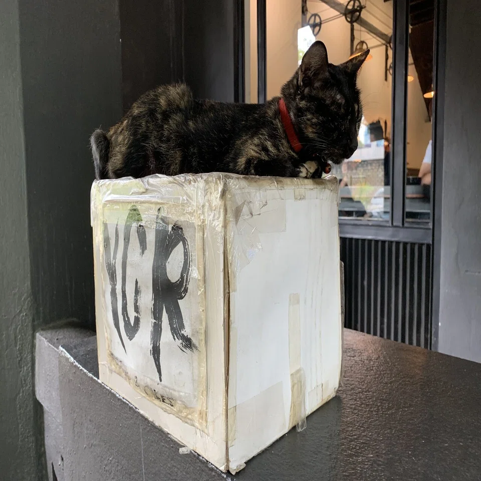 猫]※猫好きすぎ注意。アジアのストリートキャッツ写真集｜Komineko