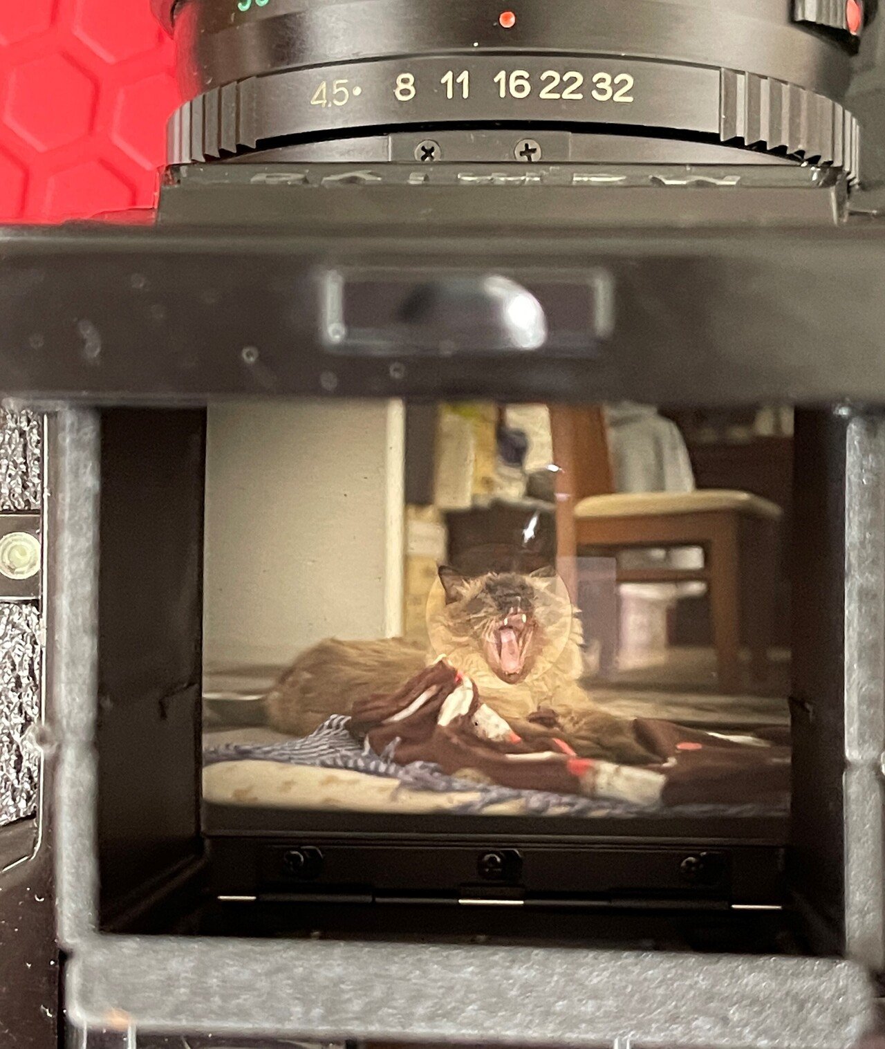 Mamiya M645 Impression｜怪力熊男