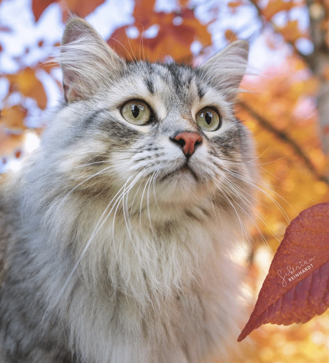 ジャバラファイルヴィクトリアン猫ちゃんレース