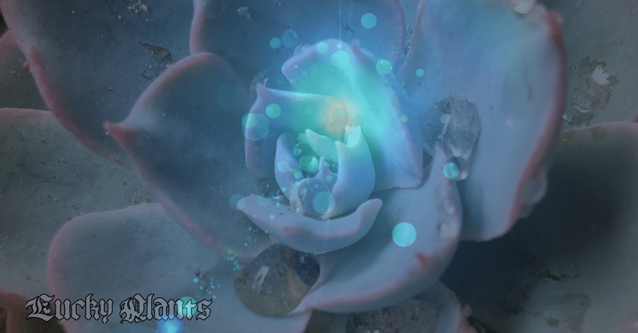 エケベリアとスピリチュアルな意味 狂咲縁樹 Note