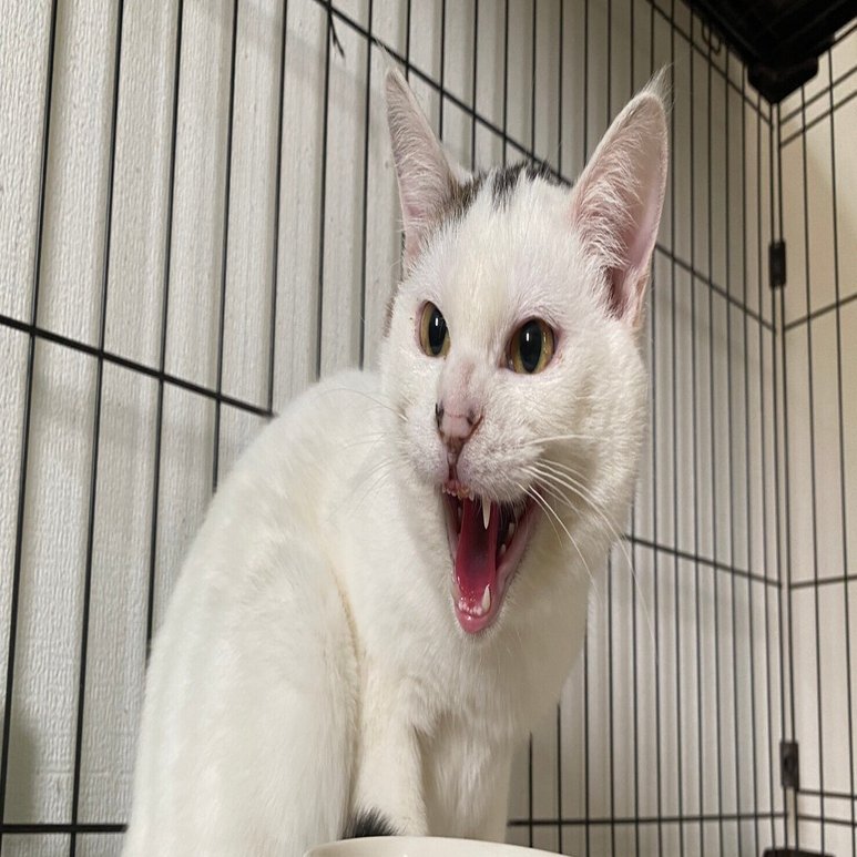 シャー猫ちゃんの可愛さ しっぽのしらべ Note