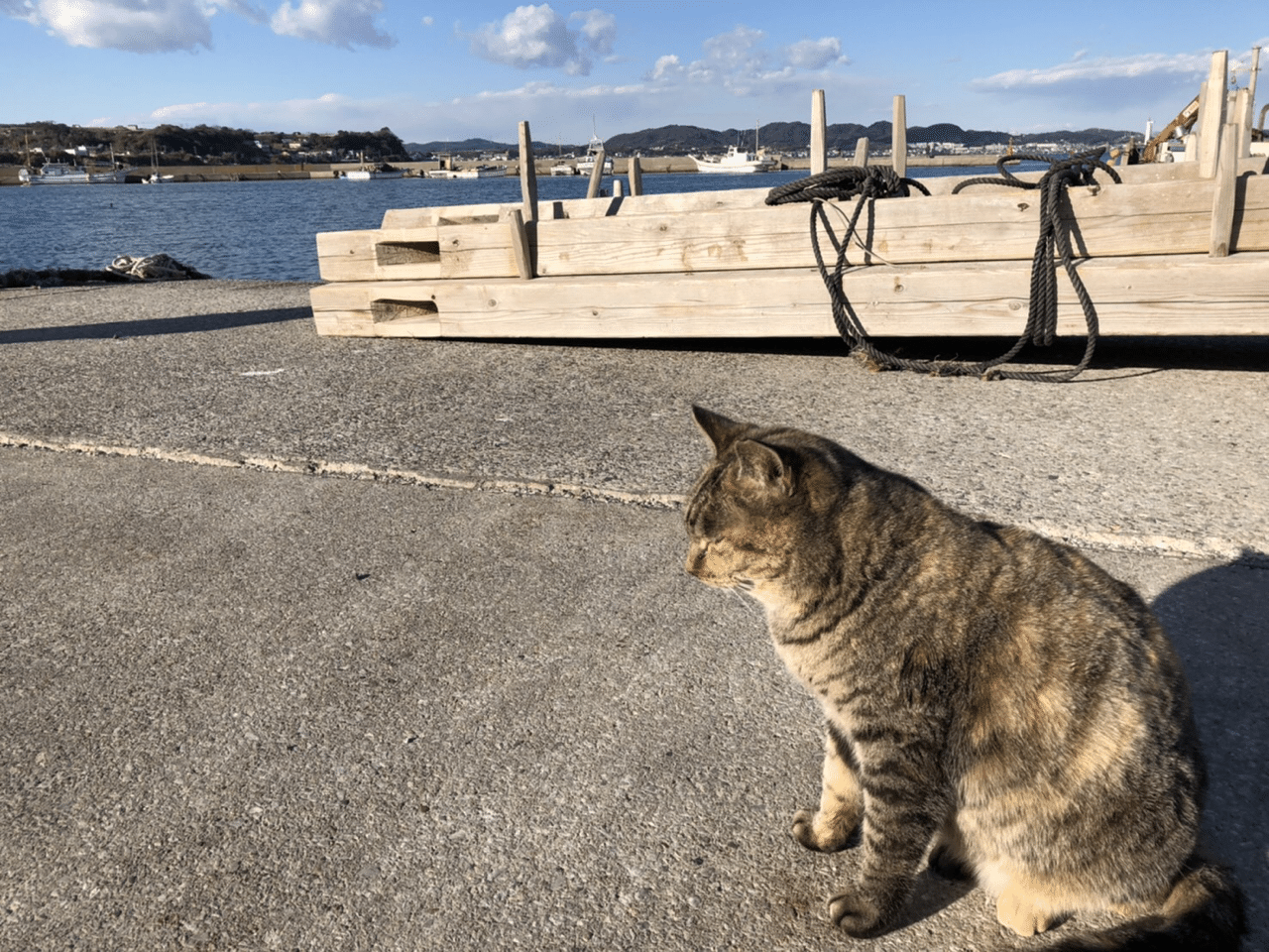 猫と海 03 ぷらっとphotoほーむ Note