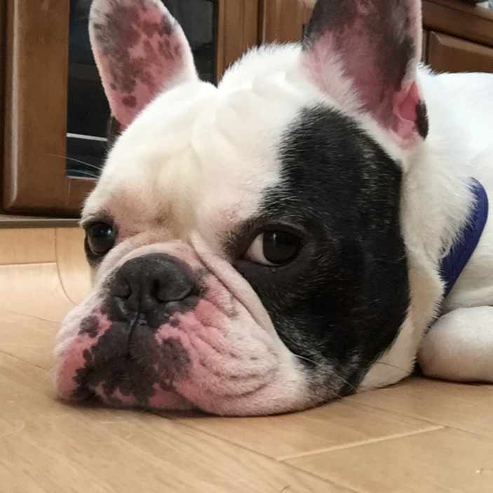 槇原敬之　フィギュア 槇原敬之 首ふりマッキーちゃん フィギュア 2003年スペシャルライブ