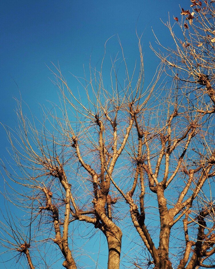 おはよーございます。

キンと音がしそうな澄んだ空気の朝。
木々が貪欲に枝を伸ばして、そのエネルギーを摂り込んでおりました。
春へ春へ。

楽しい一日を。


#sky #winter #love #moritaMiW #空 #冬 #佳い一日の始まり