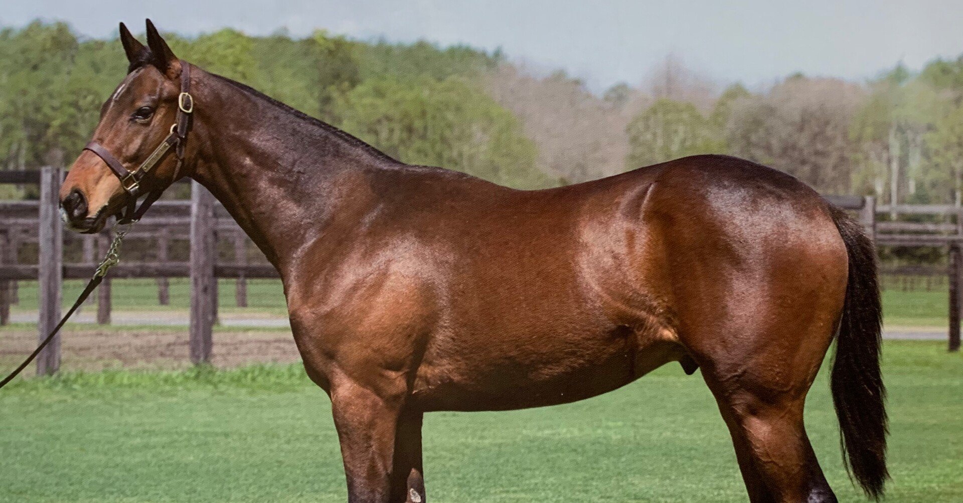 フィエールマン ディープインパクトが遺した貴重なステイヤー後継馬 一口馬主マスターb Note