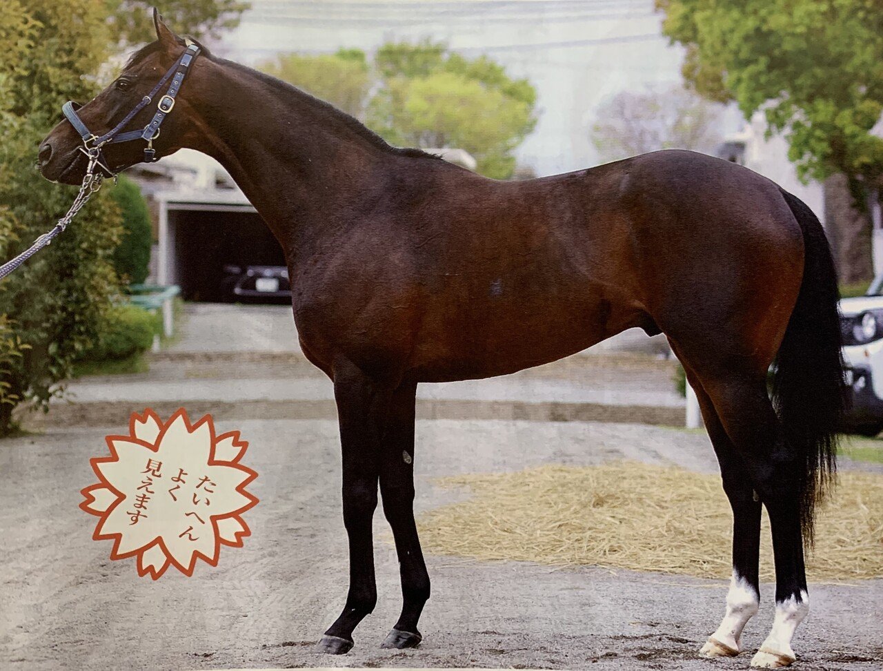 フィエールマン ディープインパクトが遺した貴重なステイヤー後継馬 一口馬主マスターb Note フィエールマン ディープインパクトが遺した貴重なステイヤー後継馬 一口馬主マスターb Note