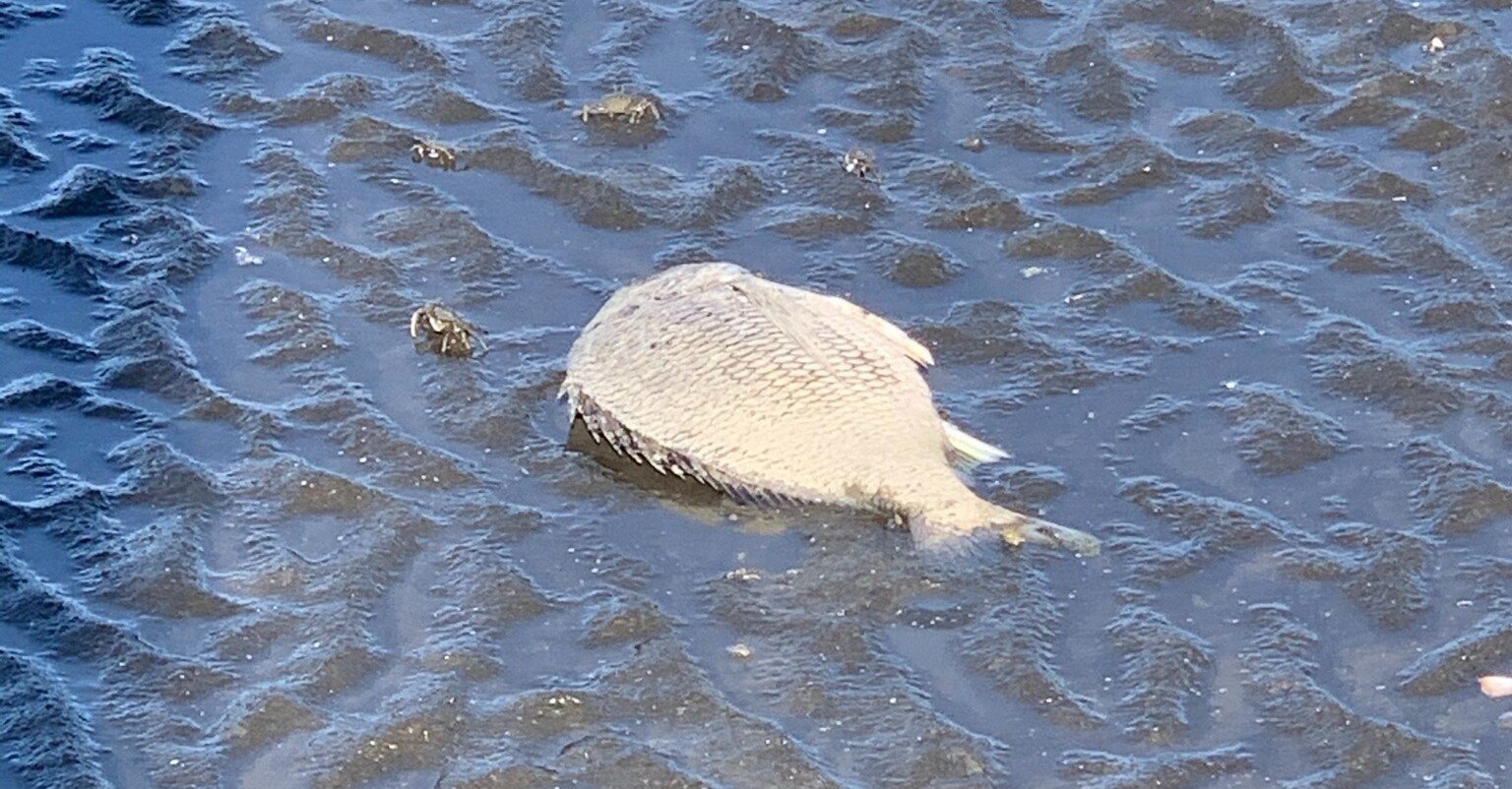 どちらもサイコパスだとこうなる 若菜 Note