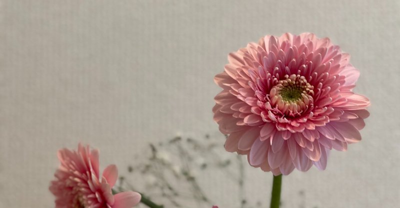 ピンクのガーベラの花言葉 の新着タグ記事一覧 Note つくる つながる とどける