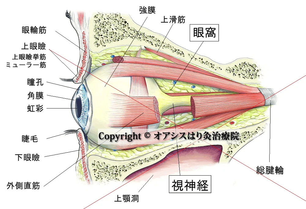 視覚器総論 眼球と脳｜こみこみ鍼灸師