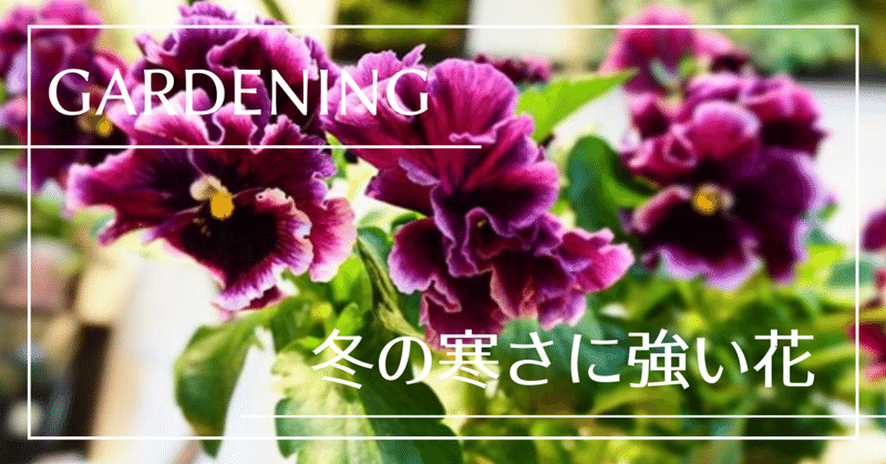 Gardening 冬の寒さに強い花 はこねフローリスト Note Gardening 冬の寒さに強い花 はこねフローリスト Note