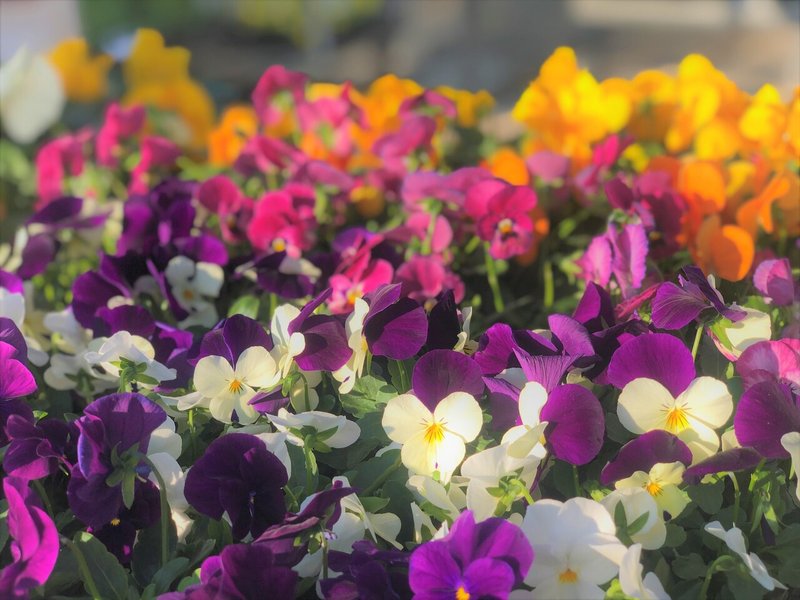 Gardening 冬の寒さに強い花 はこねフローリスト Note